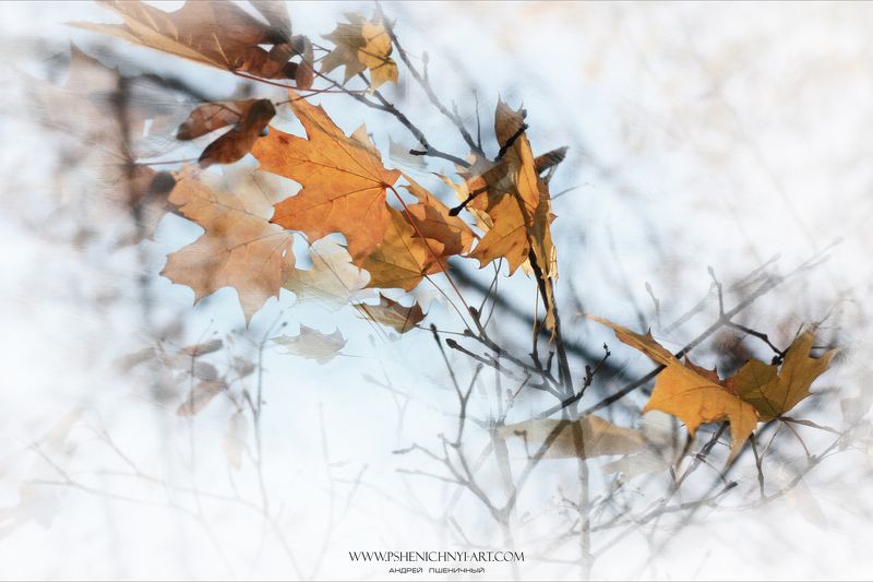 осень, ветер, осенние листья, клён, октябрь, абстракция За осенним ветром фото превью