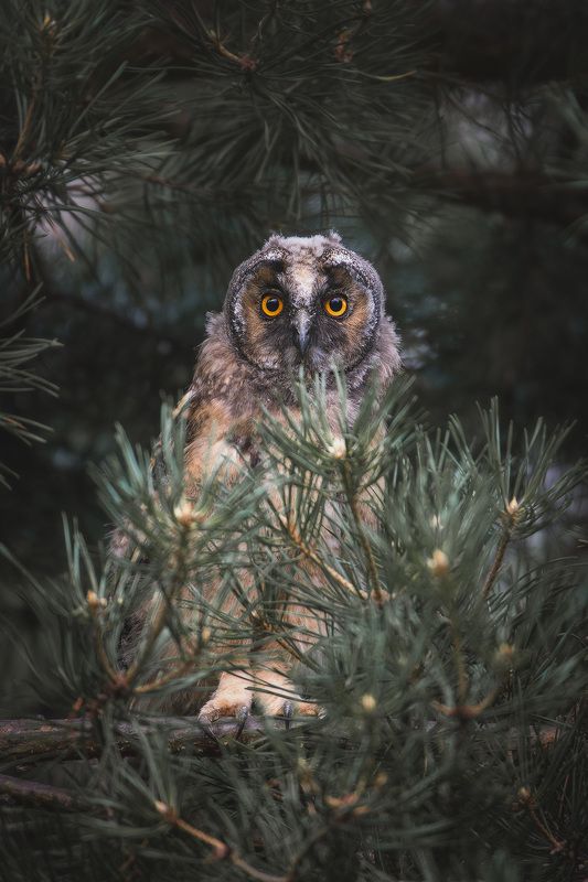 Наблюдатель фото превью
