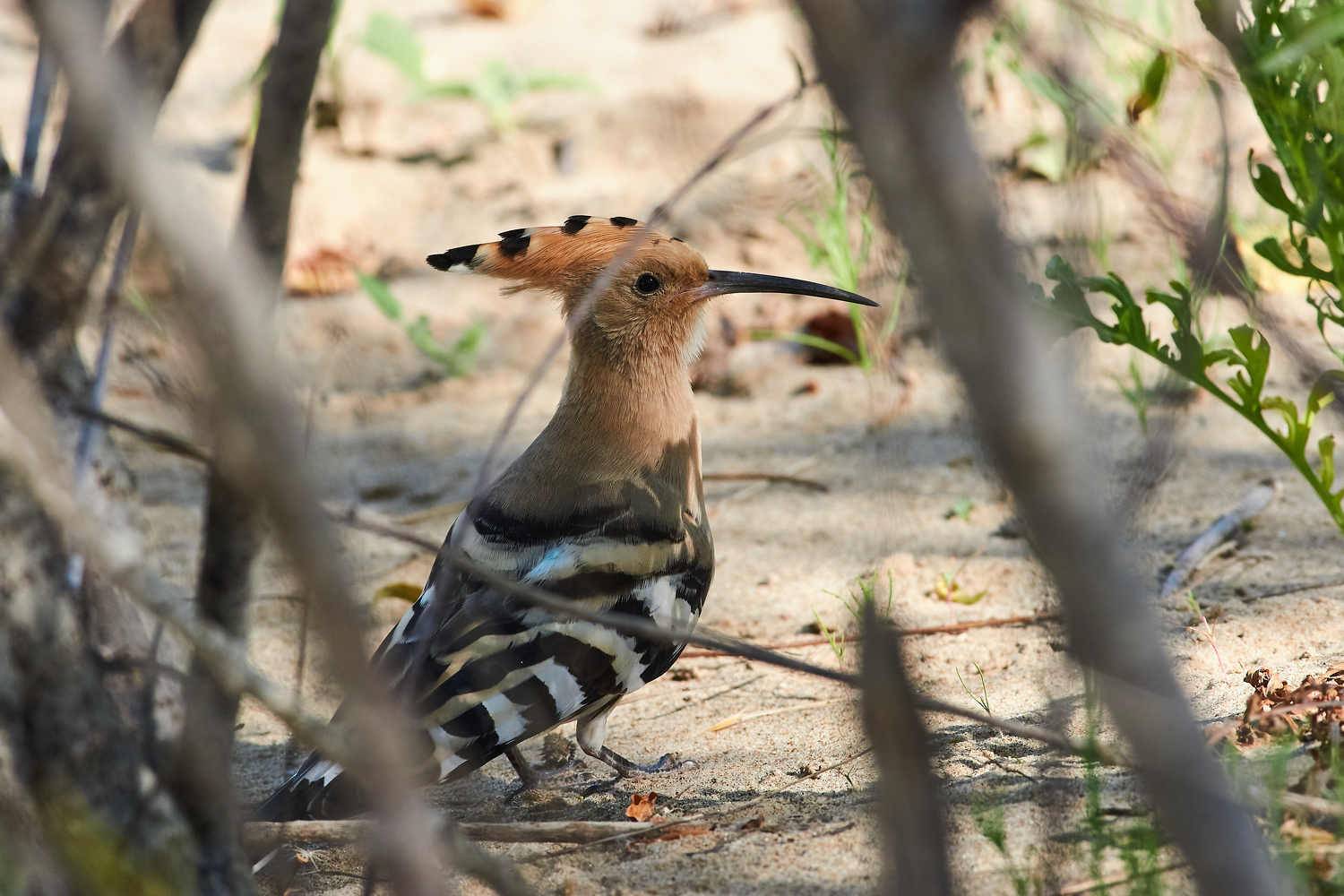 birds, bird, volgograd, russia, , Павел Сторчилов