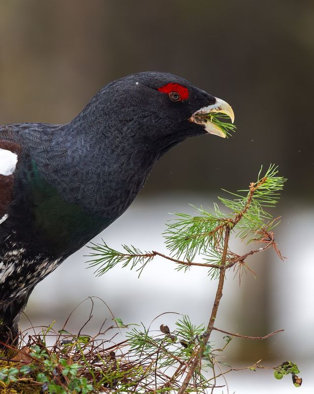 Глухари. фото превью