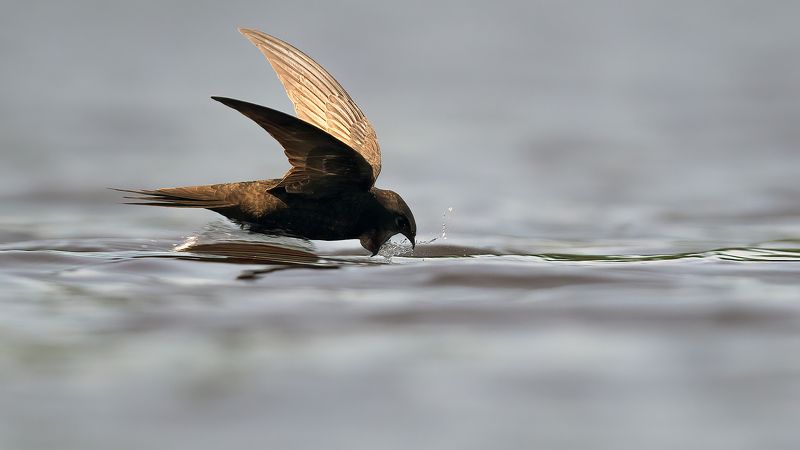 Стрижи на водопое. фото превью