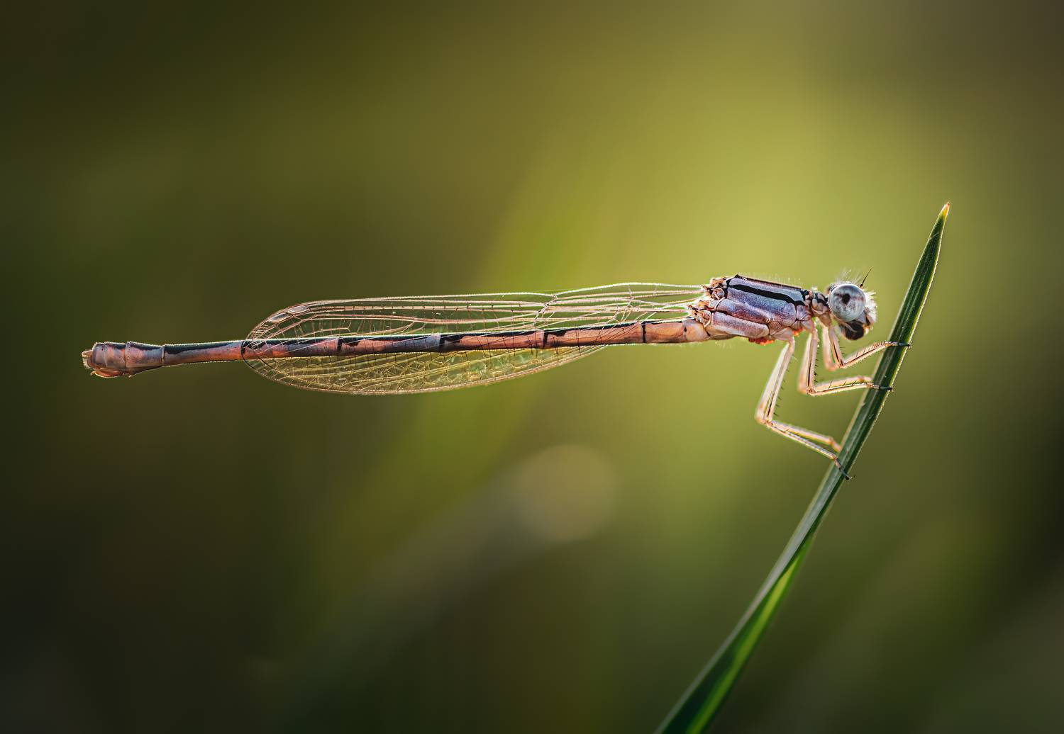 damselfly, dragonfly, insect, grass, sunset, dusk, evening, bug, macro, blade, grassland,, Atul Saluja