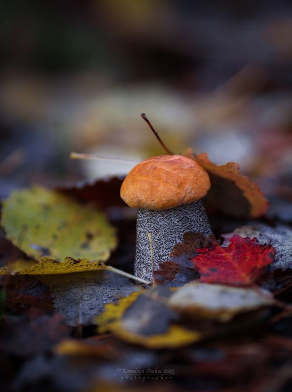Осенние радости... фото превью