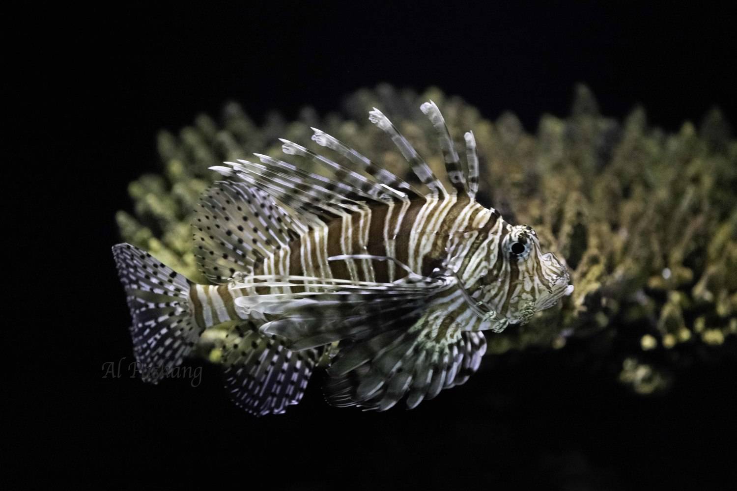 fish-lionfish, Ali Pashang