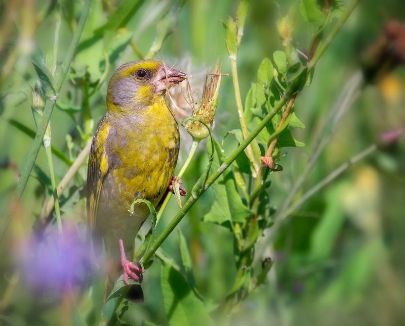 птица, зеленушка, луг, Зеленушка. фото превью