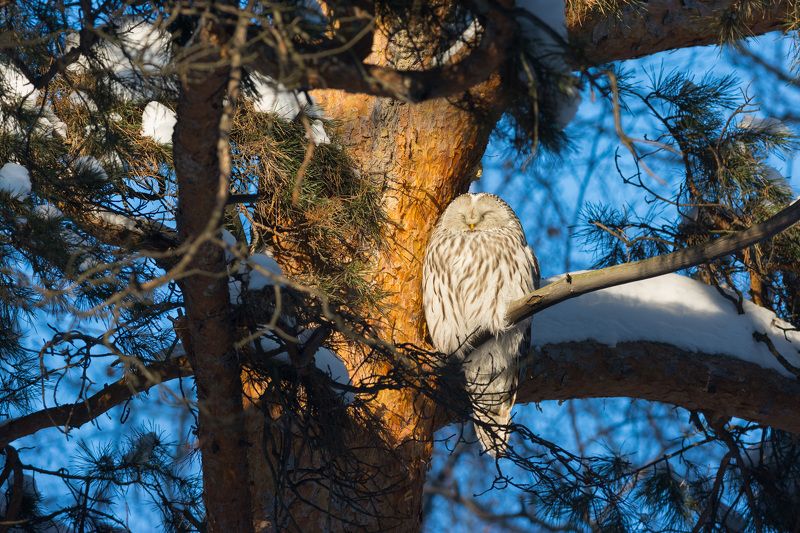 неясыть, неясыть длиннохвостая, сова, птица, птицы, лес, бор, зима, новосибирск Слишком ярко! фото превью