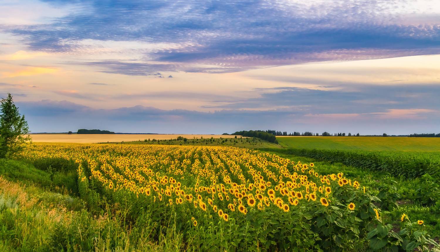 облака вечер подсолнухи лето, Бойков Алексей