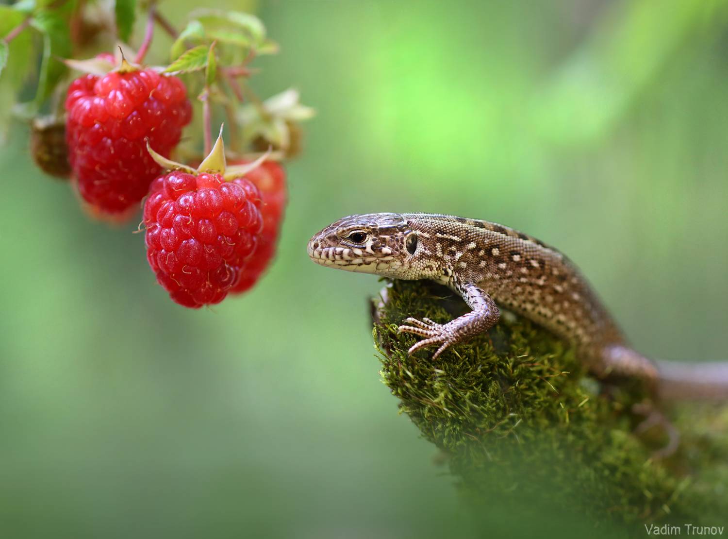 ящерица, lizard, Вадим Трунов