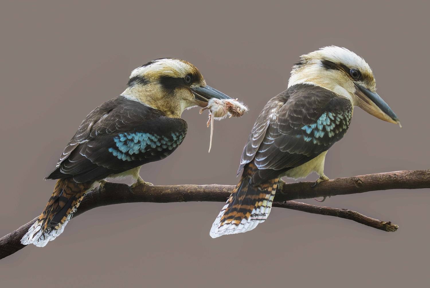 bird-kookaburra-laughing kookaburra., Ali Pashang