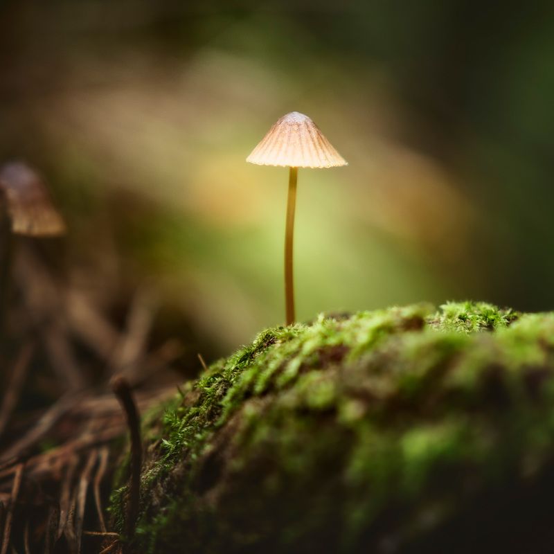 Грибок фото превью