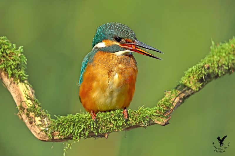 зимородок Самочка фото превью