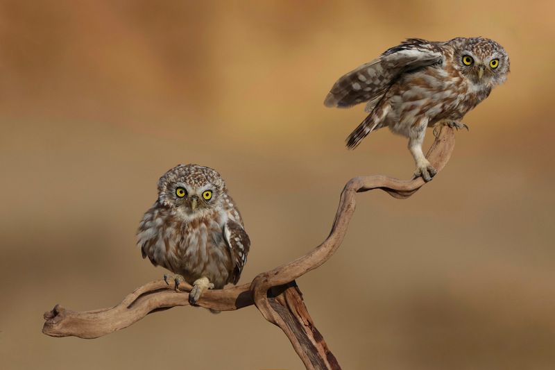 Little owls  фото превью
