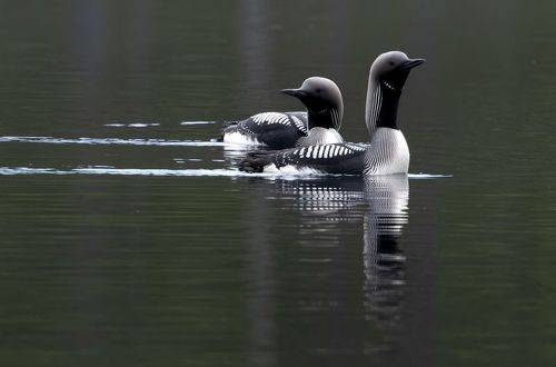 Сдержанное спокойствие