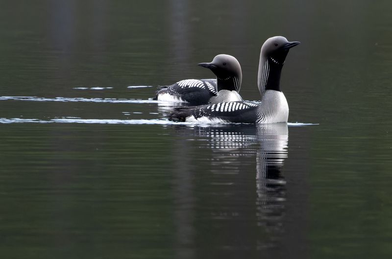 птица, водоплавающая, гагара, озеро, вода, отражение Сдержанное спокойствие фото превью