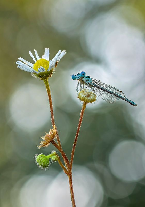 Стрекоза фото превью