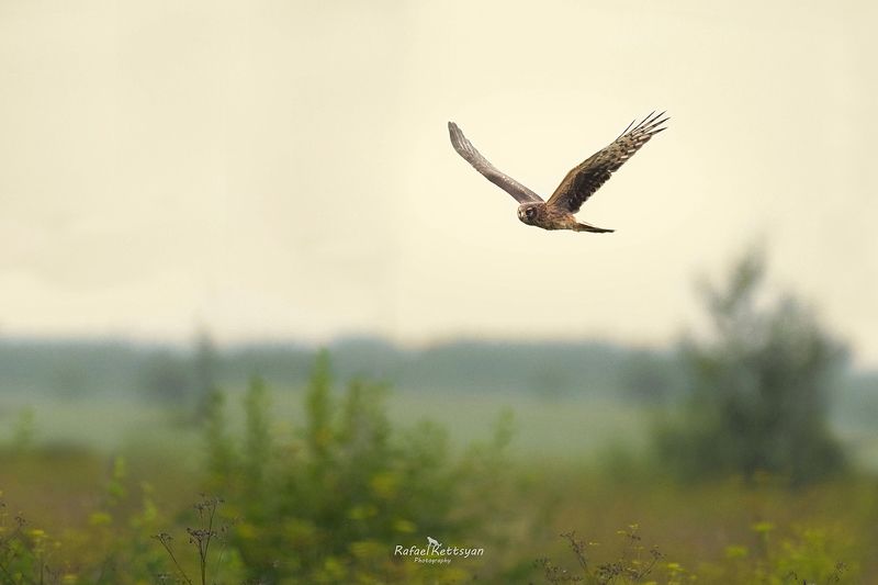 Hen harrier фото превью