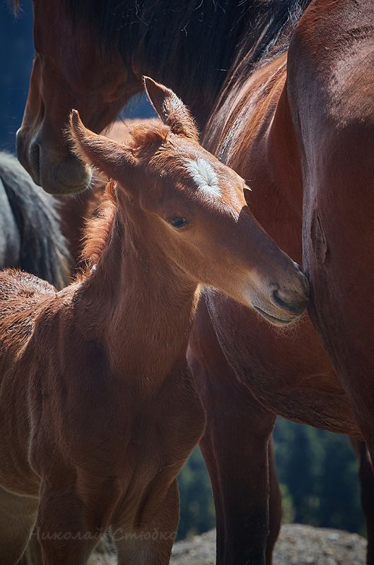 кавказ горы лошади А мама моя - самая лучшая! фото превью