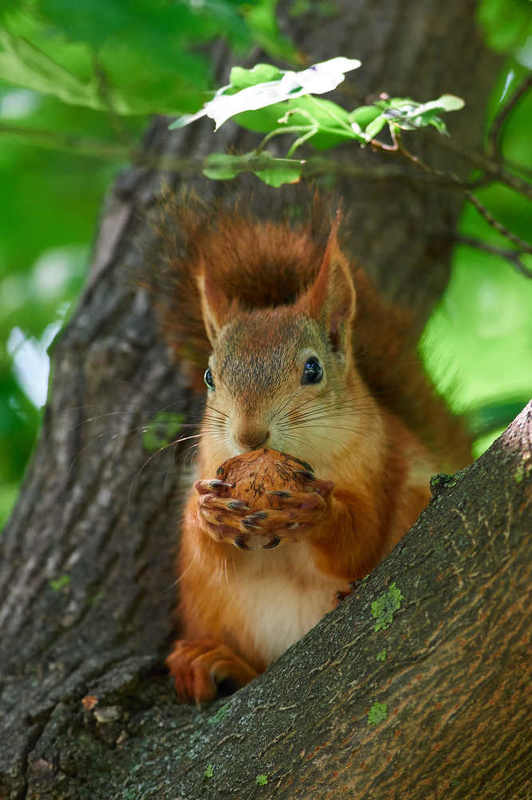 squirrel, volgograd, russia,  # фото превью