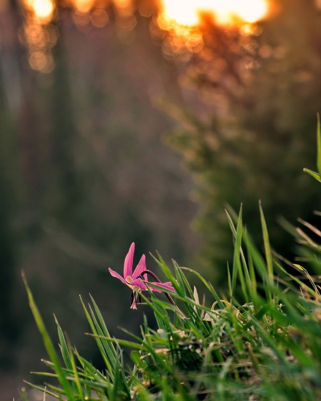 Майский вечер фото превью