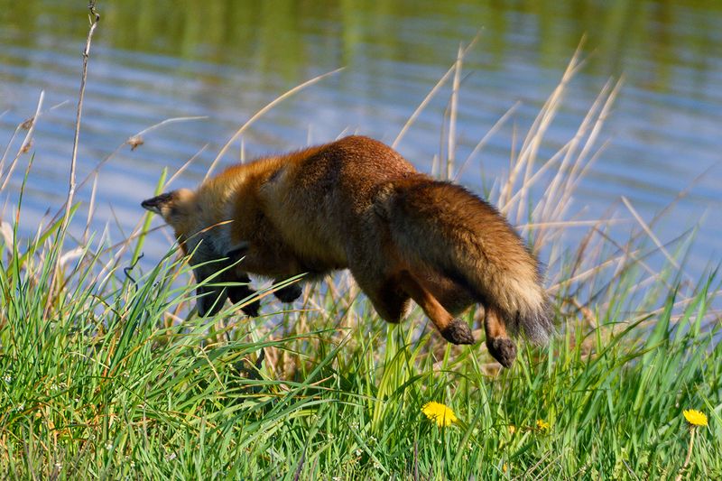 Купаться будет фото превью