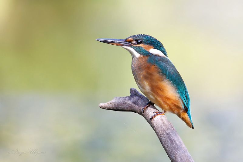 зимородок Яркая молодёжь фото превью