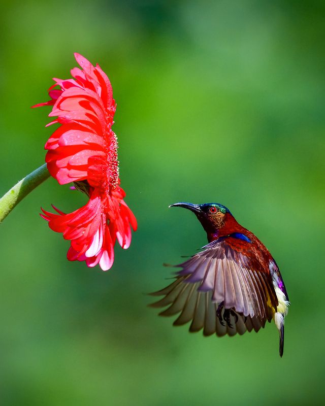 Colors of Nature фото превью