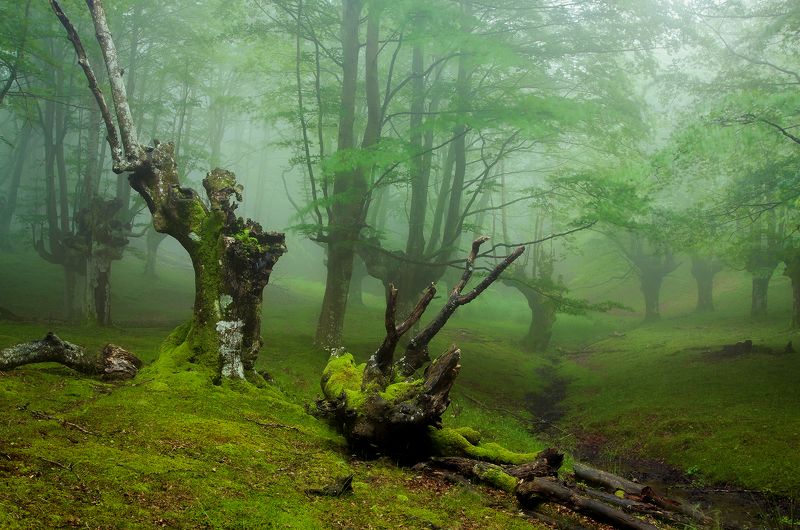 El triunfo del matador фото превью