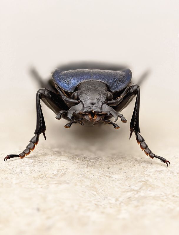 carabus glabratus Жужелица гладкая фото превью