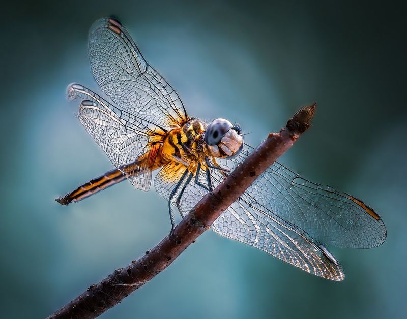 Perched dasher
