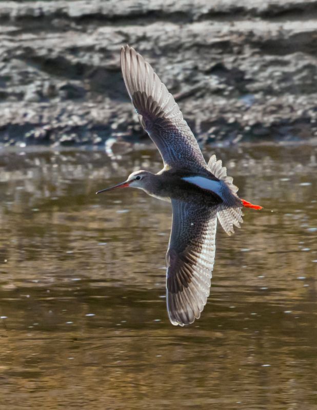 щёголь Щёголь в полёте фото превью
