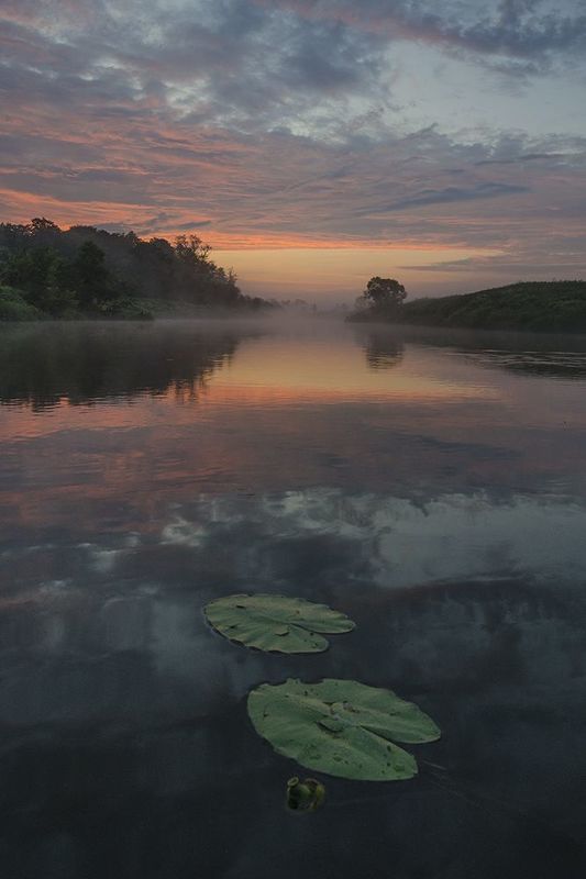 лето, утро, рассвет, якшино, река, упа, кубышка Кубышка. На заре сновидений фото превью