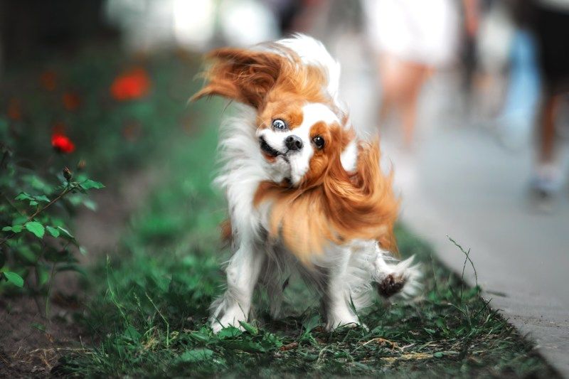 фото превью