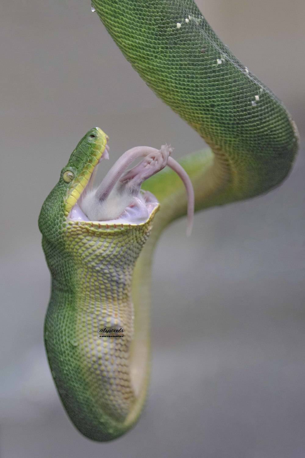repteil- snake-green snake-emerald tree boa, Ali Pashang