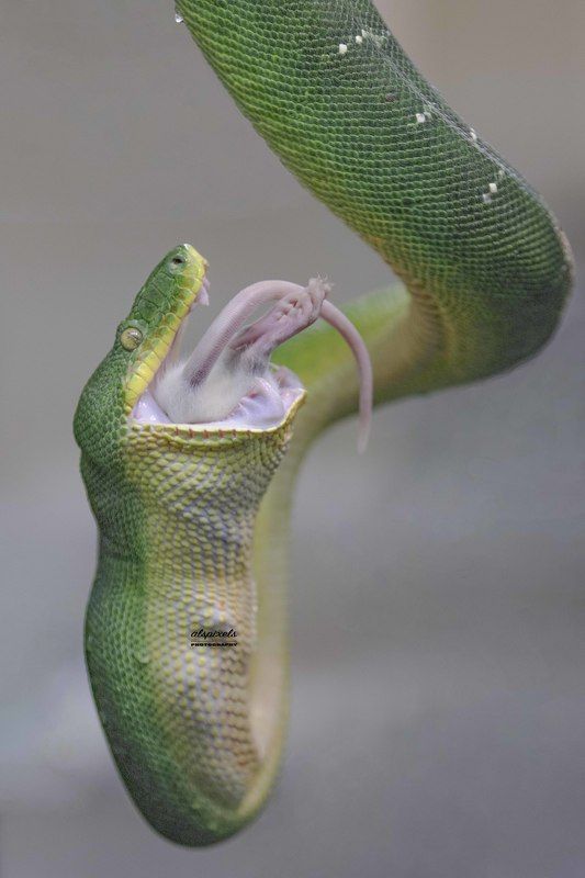 Emerald tree boa фото превью