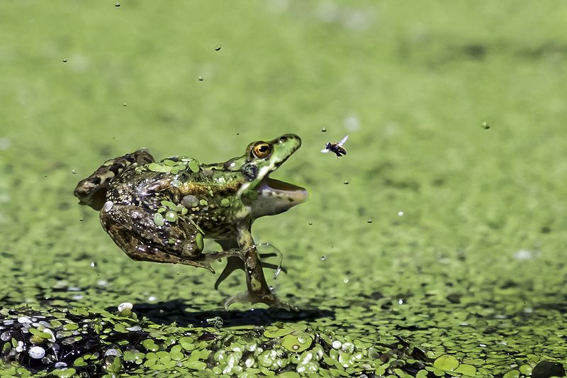 лягушка, прыжок, муха Прыжок фото превью