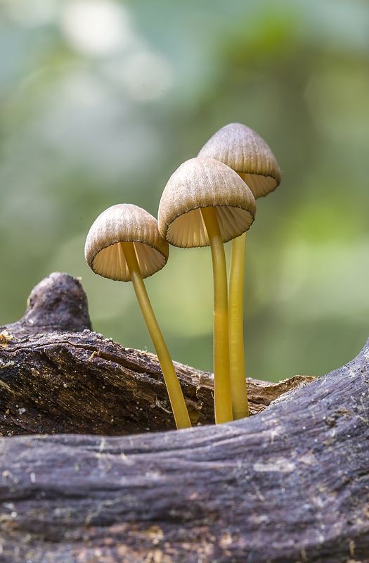 Лесные колокольчики фото превью
