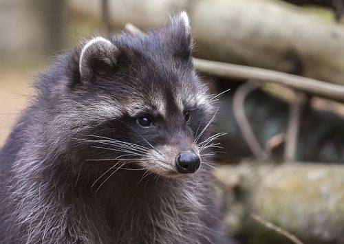 Енот полоскун