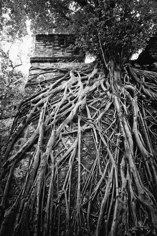 Дриады фото превью