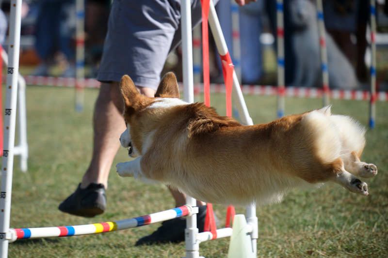собаки, анималист, корги, dogs, korgi, animalphoto Летающие булочки фото превью