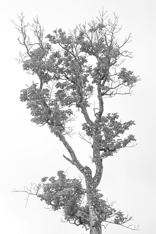 Архых горы цветы   Графика Архыза фото превью