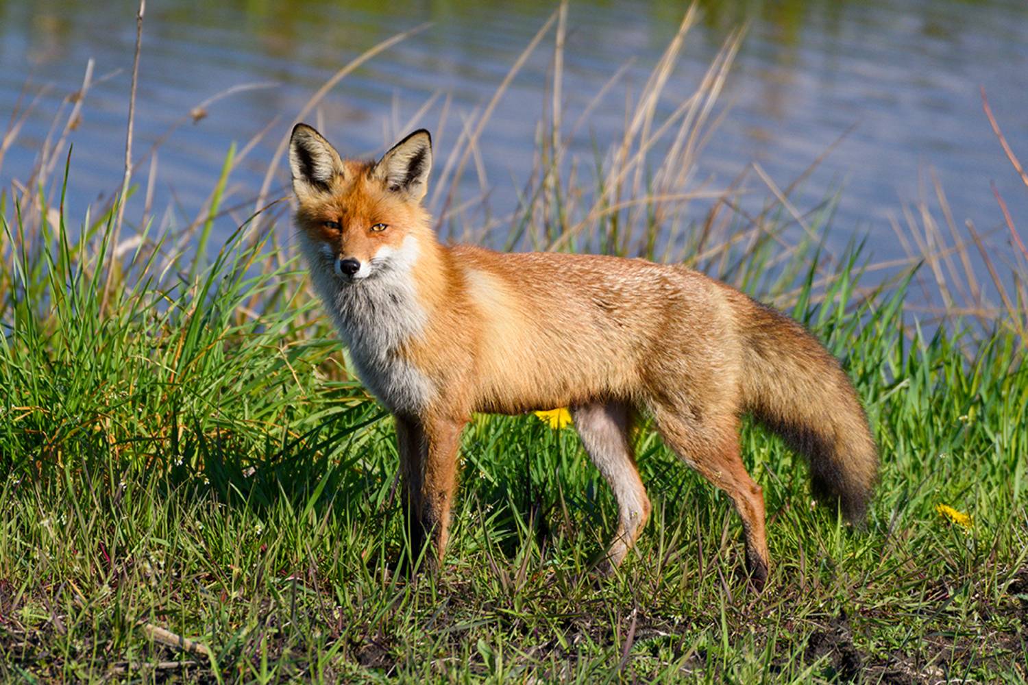 , Александр Добыш