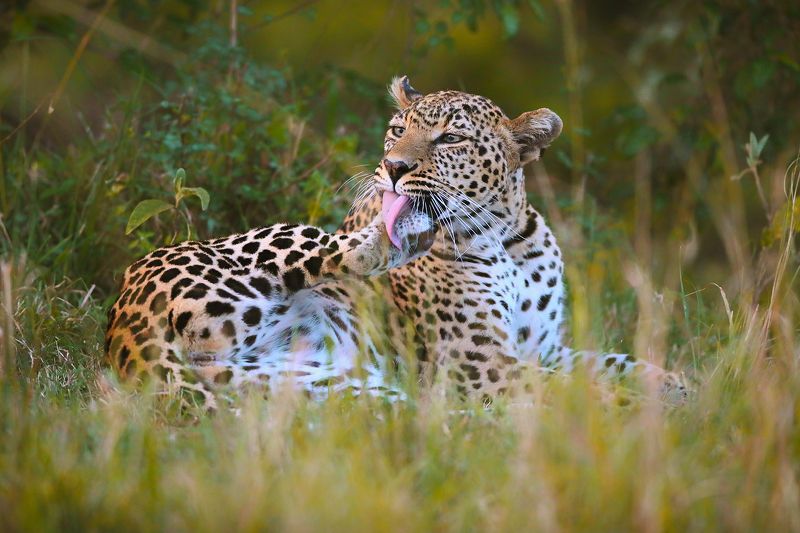 фото превью