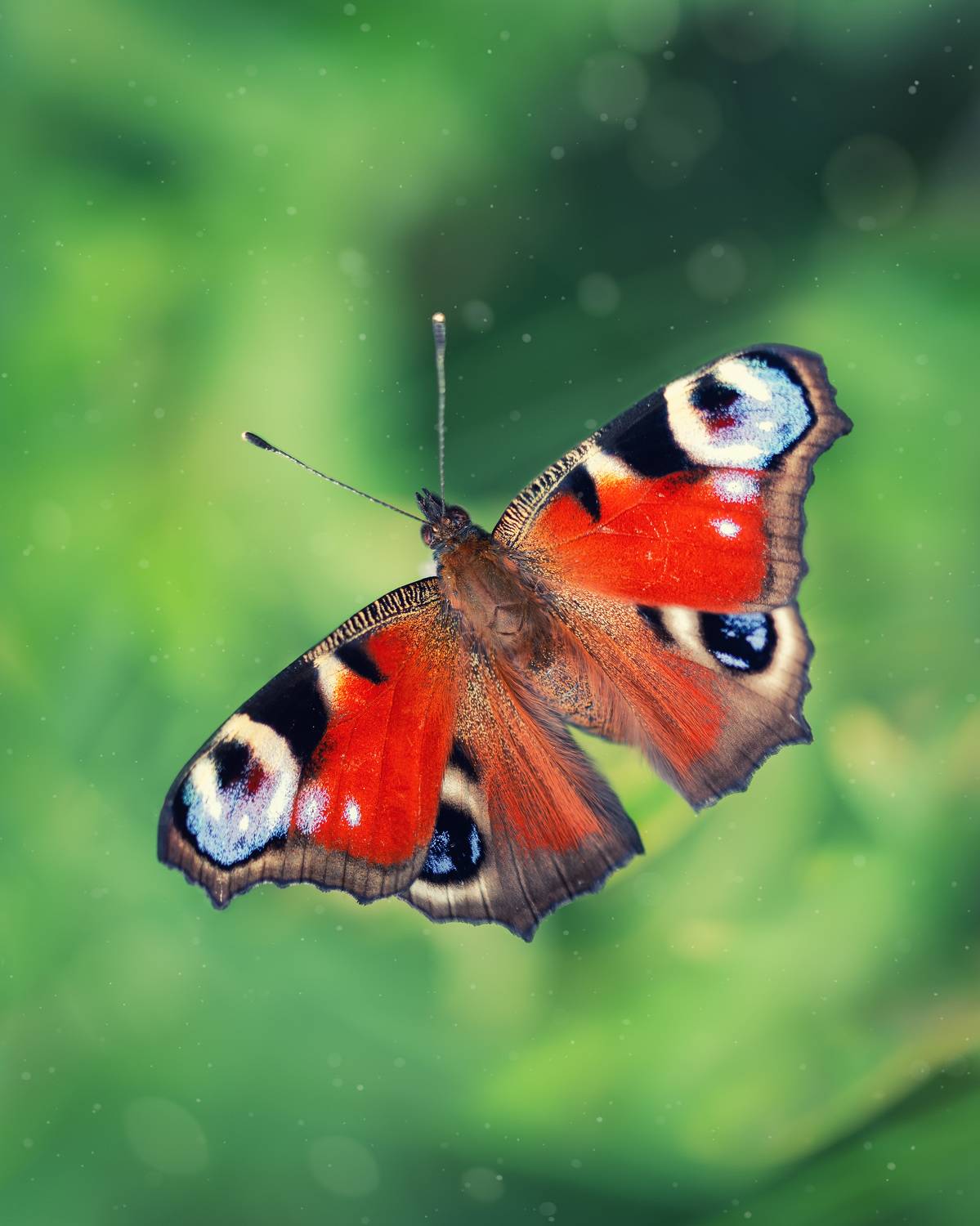 , Рагинская Ольга