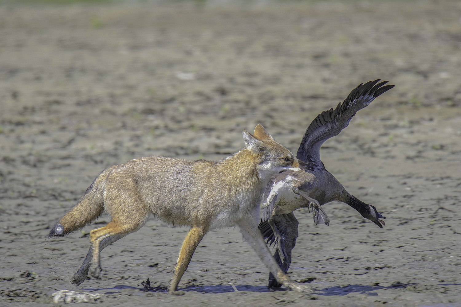 Mammals-hunt-goose canada-lunch , Ali Pashang