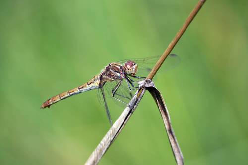 Сжатобрюх обыкновенный (Sympetrum vulgatum)