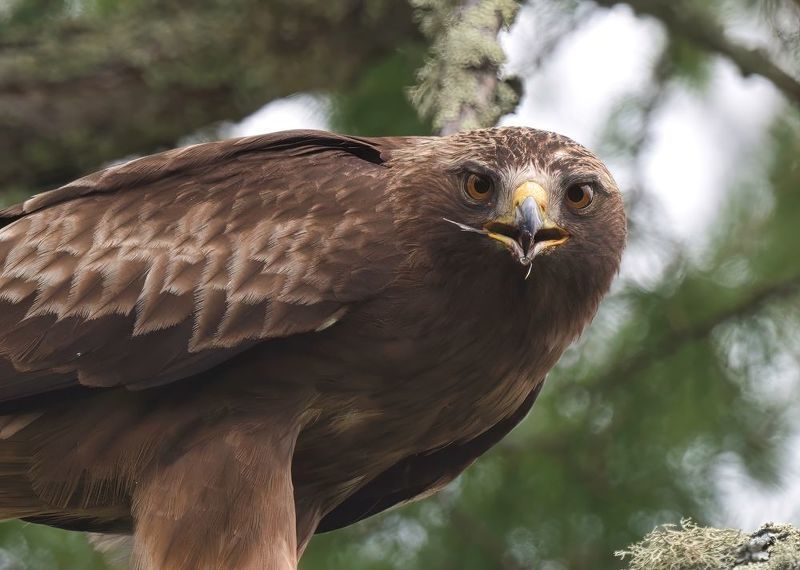 Rapax intuitus фото превью