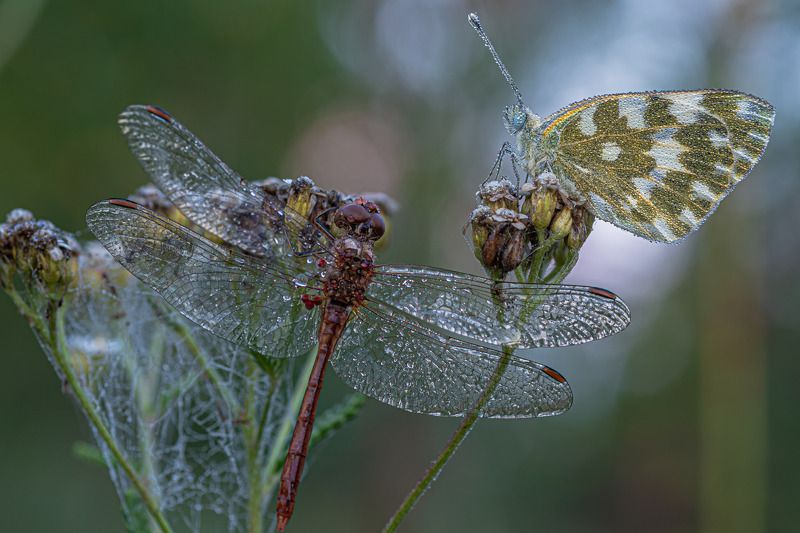 Утренняя парочка  фото превью