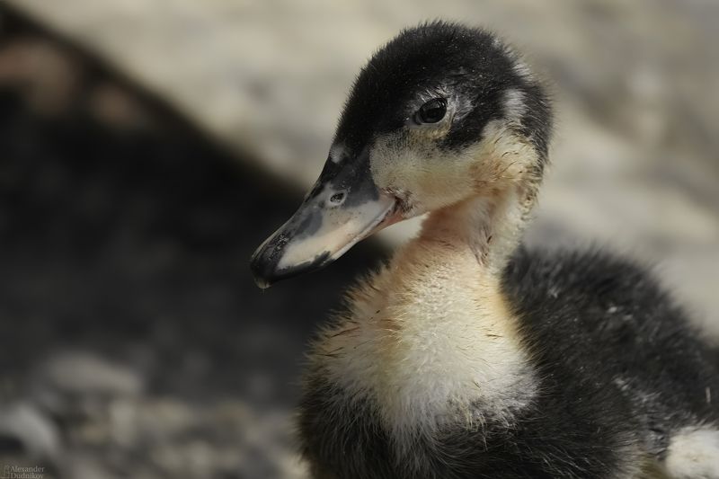 животные, потрет животного, птицы, утята, утки, duckling, birds, animals, animal portrait, aves Водоплавающая молодёжь фото превью
