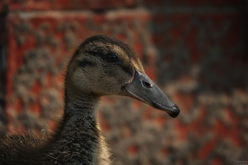 животные, потрет животного, птицы, утята, утки, duckling, birds, animals, animal portrait, aves Утёнок фото превью