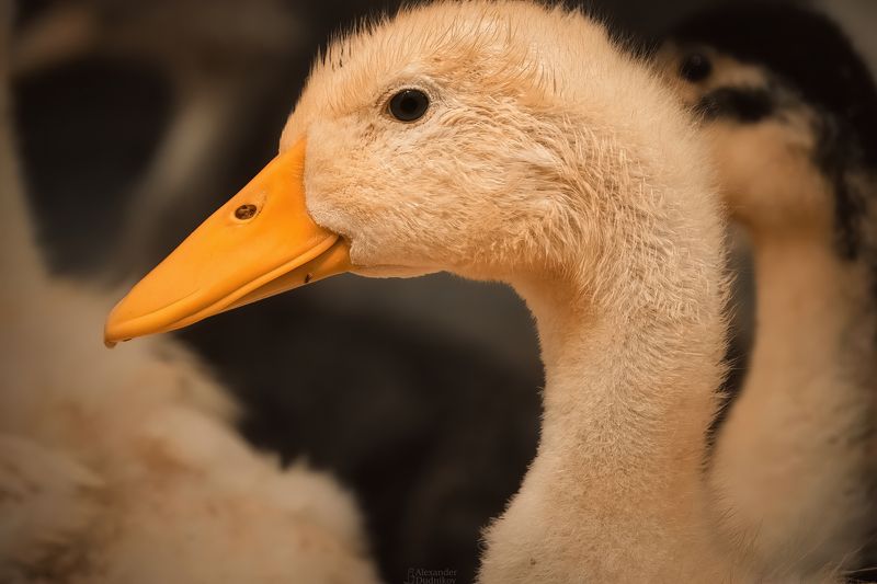 животные, потрет животного, птицы, утята, утки, duckling, birds, animals, animal portrait, aves *** фото превью